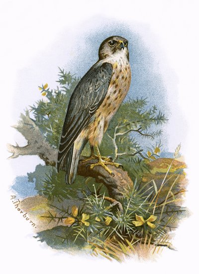 Merlin av English School