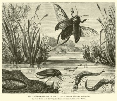 Metamorfoser av kolvbaggen, Dyticus marginalis av English School