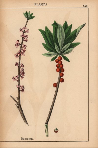 Mezereon med röda bär och rosa blommor.  , från "The Instructive Picturebook, or Lessons from the Vegetable World," [Charlotte Mary Yonge], Edinburgh av English School