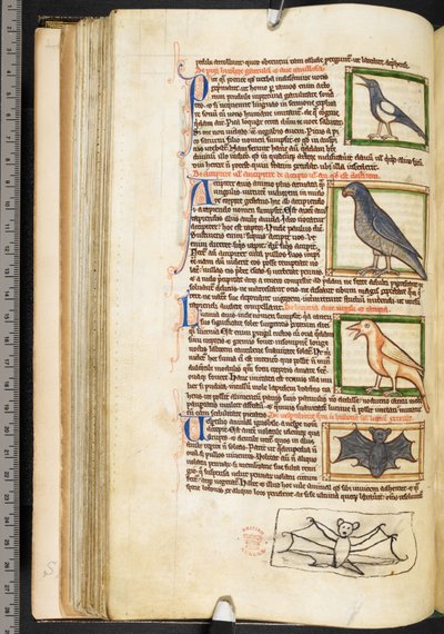 Miniatyrer av fåglar, och marginalteckning av en fladdermus, från teologiskt diverse, inklusive Summa de vitiis, Harley 3244, f.55v, c.1236-50 (vellum) av English School