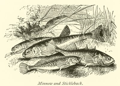 Minnow och Stickleback av English School