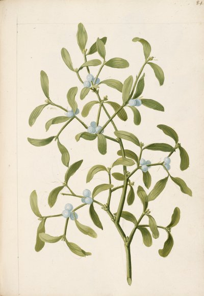 Mistel. En hemi-parasitisk växt, ca 1664 (litho) av English School
