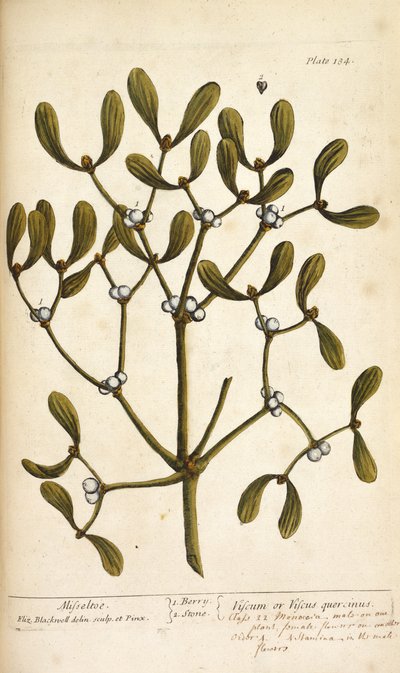 Mistel, från "A Curious Herbal..." av Elizabeth Blackwell av English School
