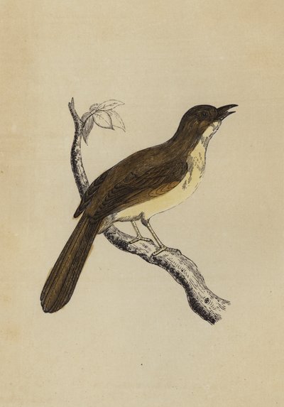 Mocking Bird (färg litho) av English School