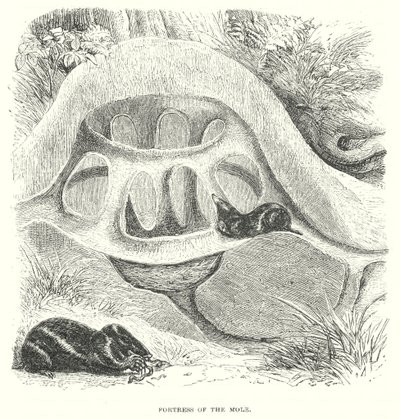 Mole Hill (gravyr) av English School