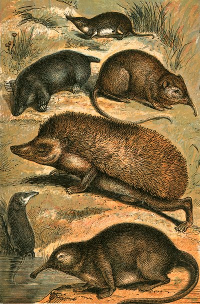 Mullvad, spindel, elefantspindel, igelkott, vattenspindel och pyreneisk desman. av English School