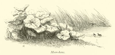 Morhöns av English School