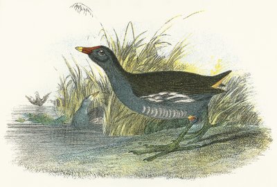 Moor Hen av English School
