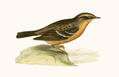 Mountain Accentor, illustration från "A History of the Birds of Europe Not Observed in the British Isles" av Charles Robert Bree (1811-86), publicerad 1867 av English School