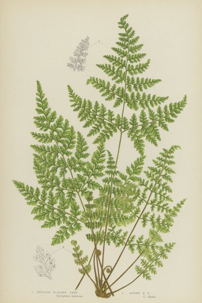 Mountain Bladder Fern, Alpine Bladder Fern (färg litho) av English School