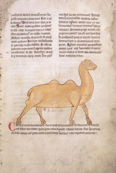 Ms.254 f.9r Camel från en bestiarie på latin, engelska, tidigt 1200-tal (handskrift) av English School