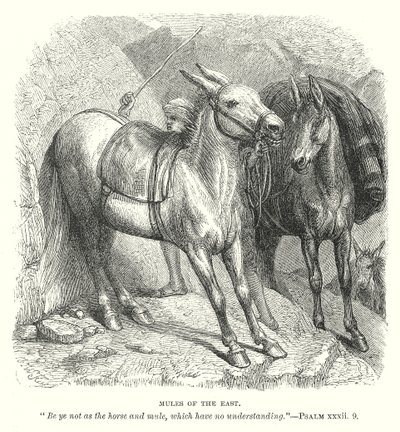 Mules of the East (gravyr) av English School
