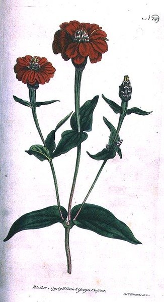 Flerblommig Zinnia (Zinnia multiflora), tallrik 149 från William Curtis 