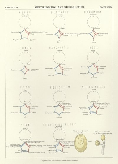 Multiplikation und Reproduktion von English School