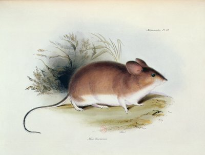 Mus Darwinii, illustration från The Zoology of the Voyage of H.M.S. Beagle, 1832-36, av Charles Darwin (1809-92), 1840 av English School
