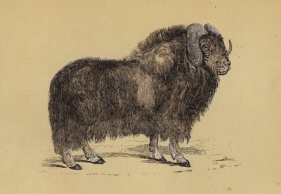 Myskoxe (färg litho) av English School