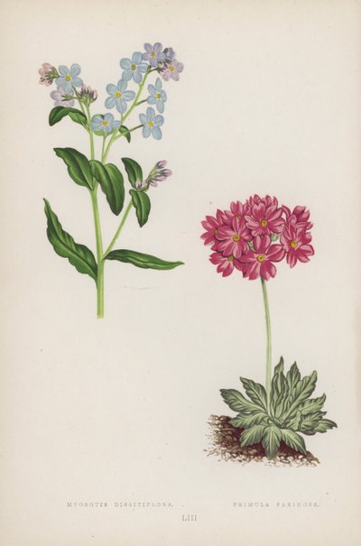 Myosotis Dissitiflora; Primula Farinosa (färg litho) av English School