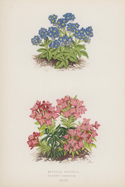 Myosotis Rupicola; Daphne Cneorum (färglitografi) av English School