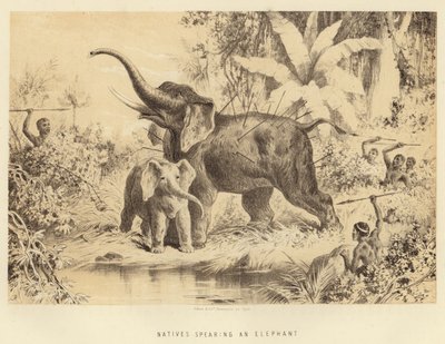 Infödda som spjuter en elefant av English School