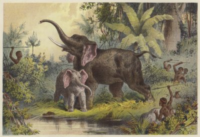 Infödda som spjuter en elefant av English School
