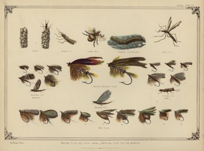 Naturliga flugor och deras larver, konstgjorda flugor för månaderna (färg litho) av English School