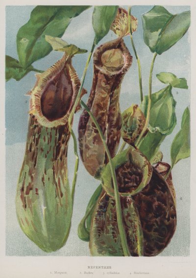 Nepenthes av English School