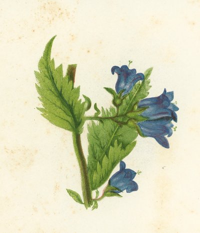 Nässelbladsklocka, Campanula Trachelium av English School