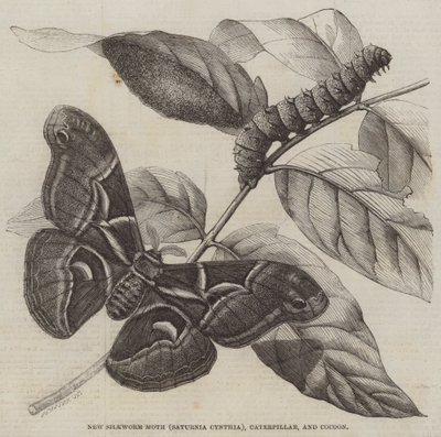 Ny silkesfjäril (Saturnia Cynthia), Caterpillar och Cocoon (gravyr) av English School