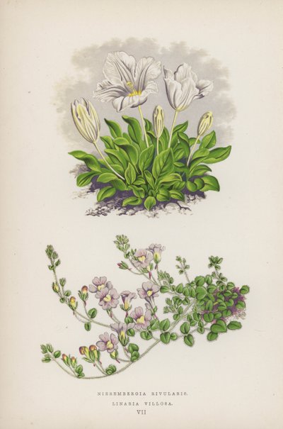 Nierembergia Rivularis; Linaria Villosa (färglitografi) av English School