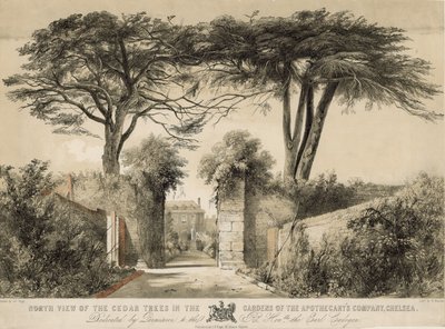 Nordlig vy av cederträden i Gardens of the Apothecary
