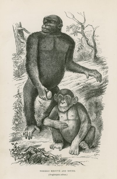 Nshiego Mbouve och Young, Troglodytes Calvu av English School