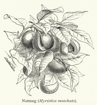 Muskotnöt (Myristica moschata) (gravyr) av English School