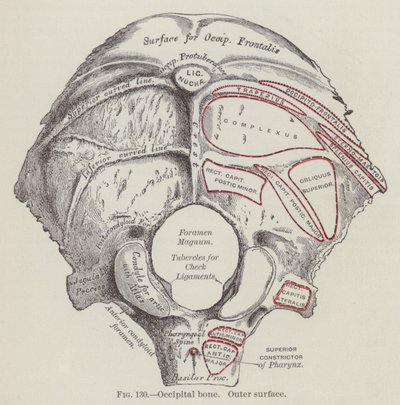 Occipital ben, yttre yta (gravyr) av English School