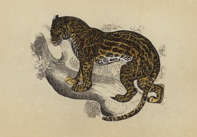 Ocelot (färglitografi) av English School