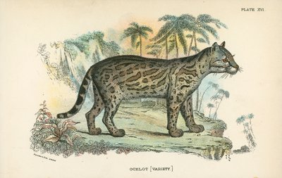 Ocelot [Variety] av English School