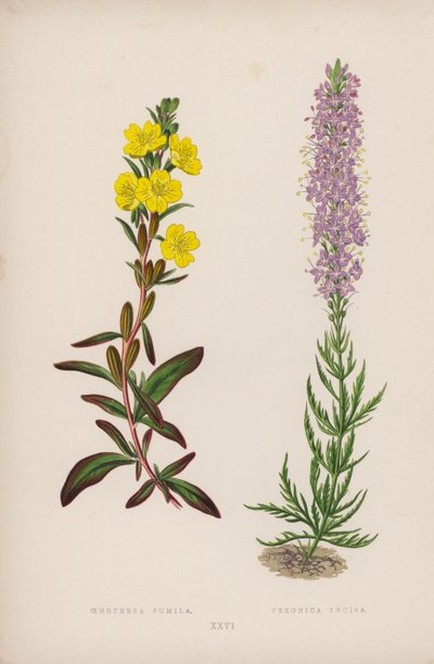 Oenothera Pumila; Veronica Incisa (färglitografi) av English School