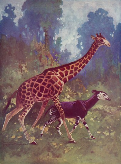 Okapi och giraff av English School