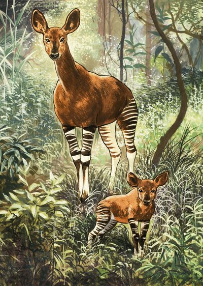 Okapis i Kongo av English School