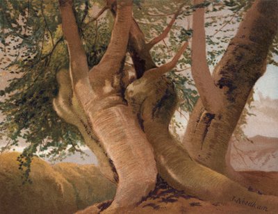 Gamla bokstammar i Burnham Wood (färg litho) av English School
