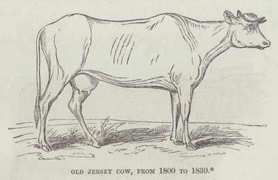 Old Jersey ko, från 1800 till 1830 (gravyr) av English School