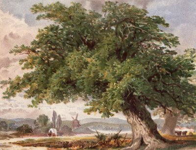 Old Oak by the Wayside, Surrey (färg litho) av English School