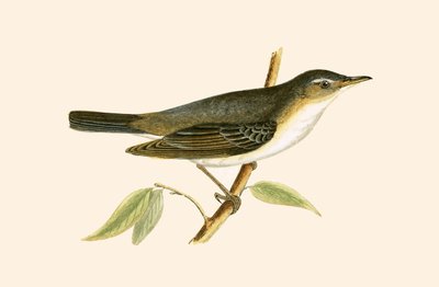 Olive Tree Warbler, illustration från "A History of the Birds of Europe Not Observed in the British Isles" av Charles Robert Bree (1811-86), publicerad 1867 av English School