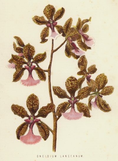 Oncidium Lanceanum (chromolith) av English School
