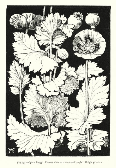Opiumvallmo; Blommor vita till röda och lila; Höjd 30 tum (gravyr) av English School