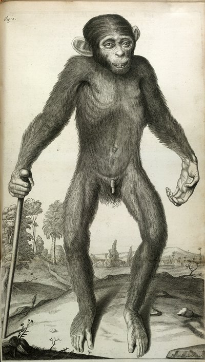Orang-Outang, sive Homo Sylvestris: eller, en pygmés anatomi jämfört med en apa, en apa och en man...