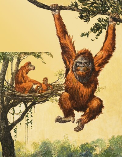 Orangutanger av English School