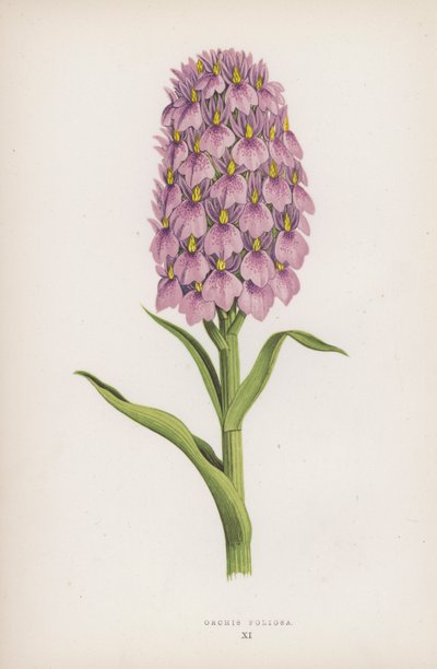 Orchis Foliosa (färg litho) av English School