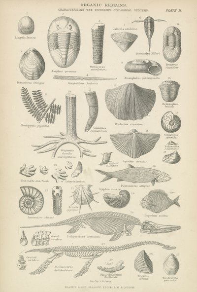 Organiska rester (gravyr) av English School