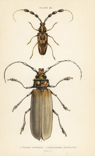 Orthomegas cinnamomeus Prionus corticinus 1 och Batus barbicornis, Lophonocerus barbicornis 2 av English School