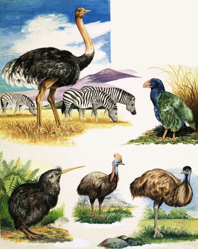 Struts, Kiwi, Kasuar, Emu och Takahe av English School